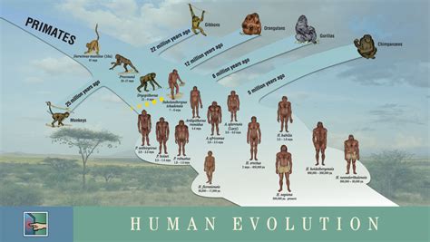 Evolusi Manusia