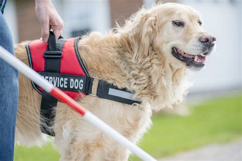 Service Dog 101: Everything You Need to Know About Service Dogs