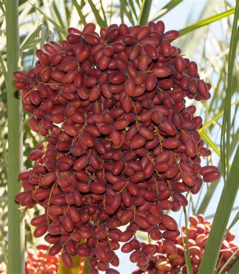 Date palm fruit — Stock Photo © nizami #12883993