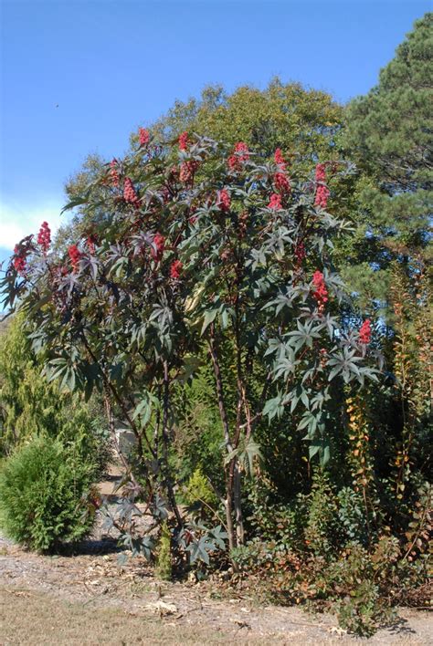 Ricinus communis (African Wonder Tree, Castor Bean, Castor Bean Plant, Castor Oil Plant, Castor ...