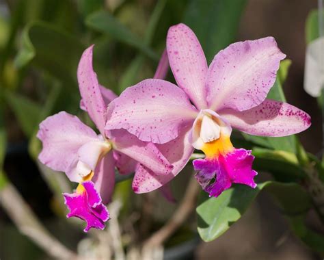 Cattleya | Orchid Care, Growing Tips & Varieties | Britannica