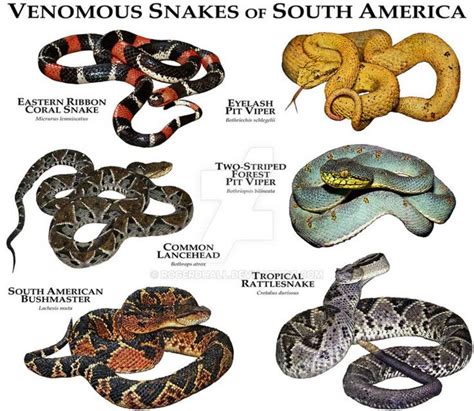 150 years of snake collections: data bank proves rich snake diversity ...