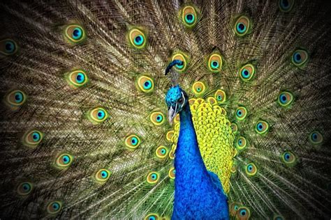 The Significance Of Peacock In Ancient Culture And Art • Soul:Ask | Unlock your mind and soul