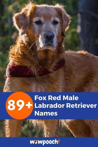 Fantastic 89+ Best Fox Red Labrador Retriever Names For Male Dogs - WowPooch