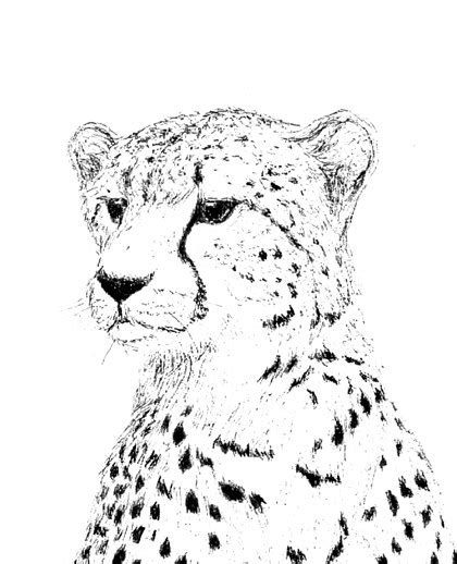 Cheetah Line Drawing at GetDrawings | Free download