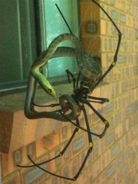 20 Terrifying Images That Made Us Say, 'Damn Australia, You Scary'