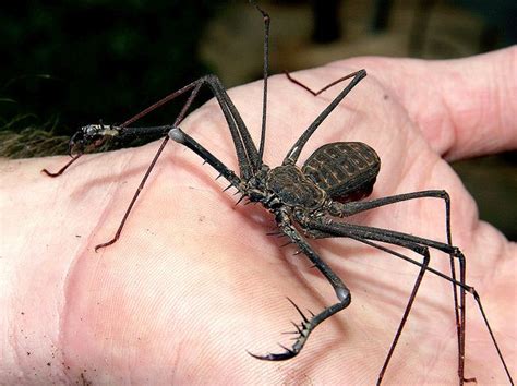 tailless whip scorpion - Google Search | Scary animals, Bugs and ...