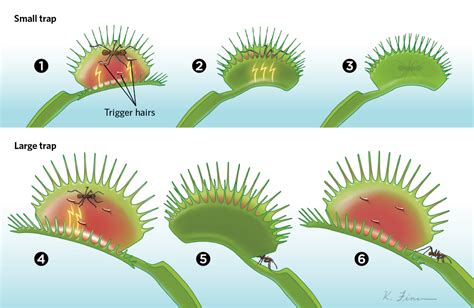 What Makes a Venus Flytrap Snap in 2024 | Venus fly trap, Plant ...