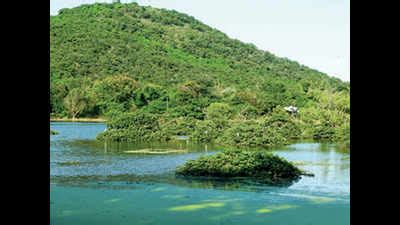 Chennai: After three years, birds flock to Otteri lake inside Vandalur zoo | Chennai News ...