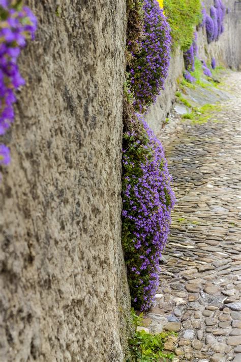 The Perfect Rock Wall Landscaping Plants ~ Bless My Weeds