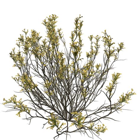 Broom Snakeweed With Flowers #08 - 3D Model by AntonioKowatsch