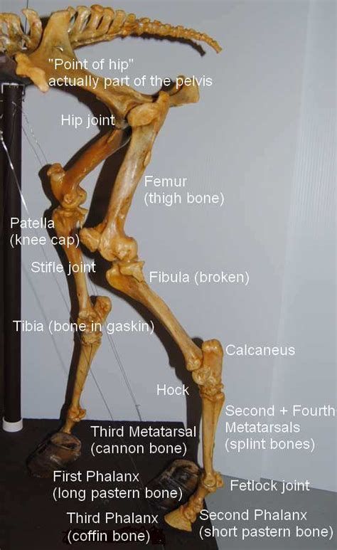 Bones of the hind leg - part one