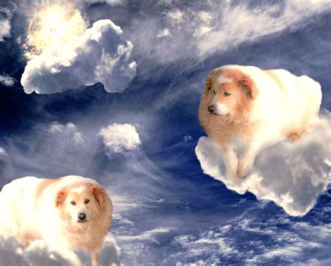 Dogs in Heaven - Pink Space Gallery