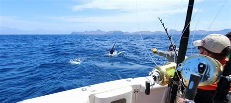 Why You Should Book a Deep Sea Fishing Trip | Wave Dancer Charters