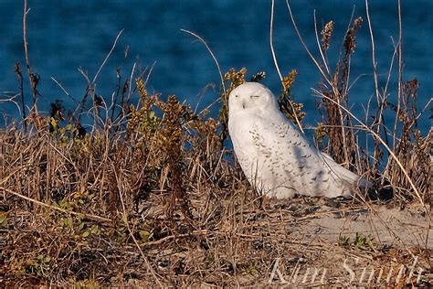 Snowy Owl Male Massachusetts -6 copyright Kim Smith | Kim Smith Films