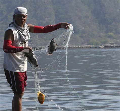 DA allows fish harvest, feeding in Taal Lake | Inquirer News