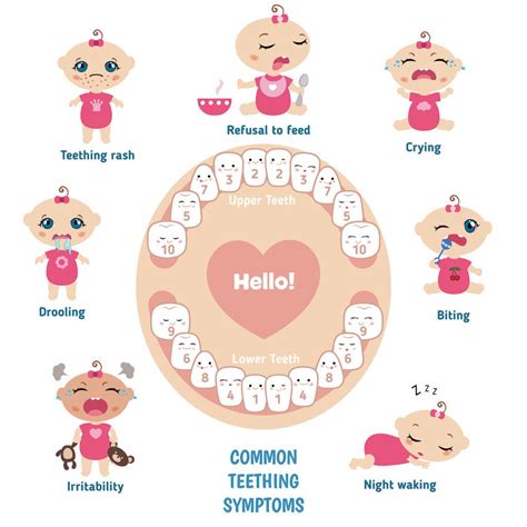 Are Canine Teeth The Most Painful For Babies