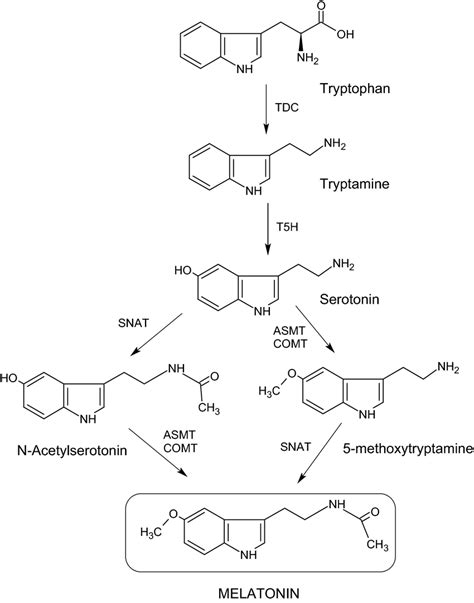 Biosynthesis pathway of melatonin in plants. The enzymes of the steps... | Download Scientific ...