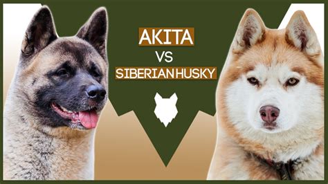 AKITA VS SIBERIAN HUSKY - YouTube