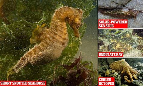 Solar-powered sea slug and curled octopus are making a comeback ...