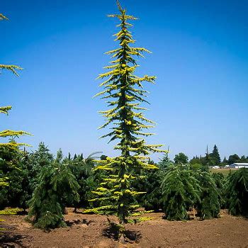 Cedar Trees For Sale Online | The Tree Center