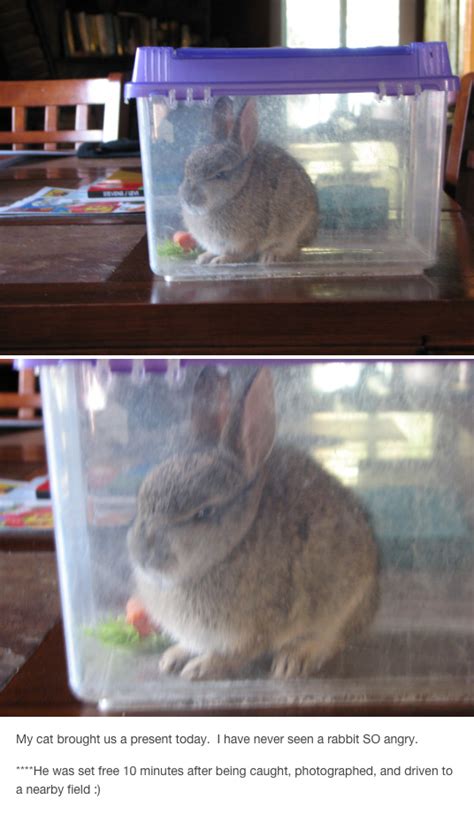 This rabbit who was very displeased with being caught. | 17 Of The Cutest Rage-Filled, Tiny ...