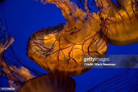 353 Sea Nettle Sting Stock Photos, High-Res Pictures, and Images - Getty Images