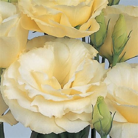 Lisianthus Seeds Borealis Yellow 25 Pelleted Seeds Flower | Etsy