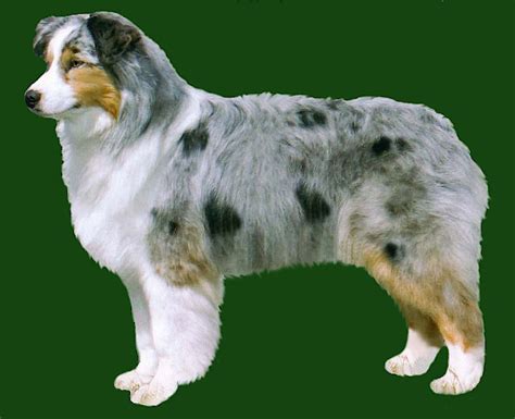 Australian Shepherd Grooming