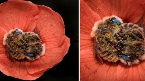 These Bees Sleep In Flowers And This Photographer Got Some Great Shots Showing Just How Adorable ...