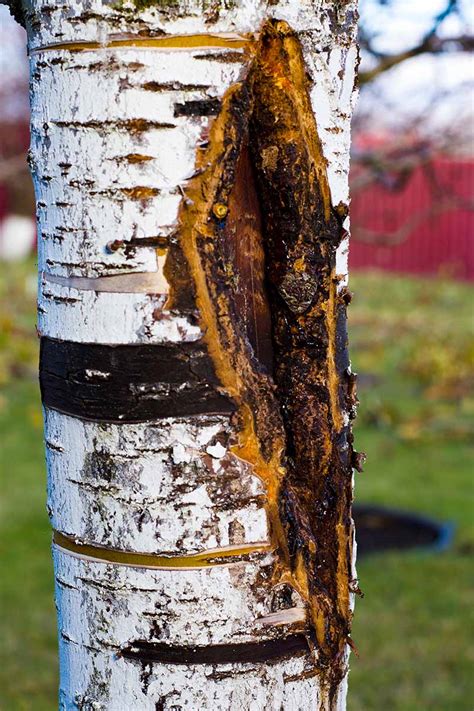 How to Identify and Treat Maple Bark Diseases and Afflictions