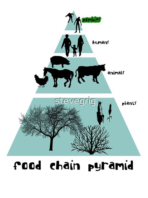 Food Pyramid Animals