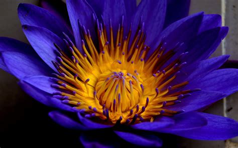 Blue Lotus Wallpapers - Top Free Blue Lotus Backgrounds - WallpaperAccess