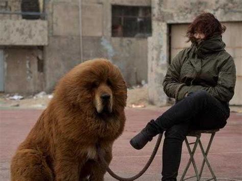 China Zoo Under Fire For Disguising Dog As Lion - Business Insider