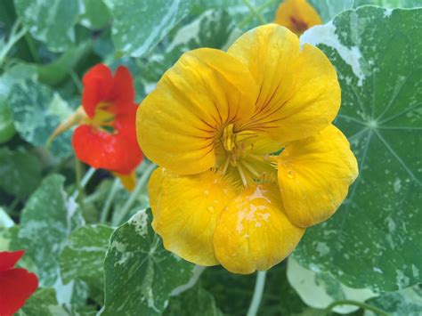 Nasturtiums - Global Recharge