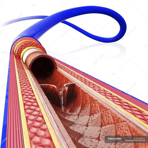 Human Vein Map