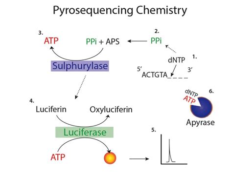 Pyrosequencing | MMG 233 2014 Genetics & Genomics Wiki | FANDOM powered by Wikia