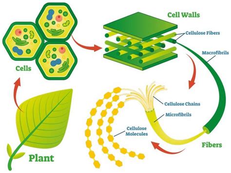 Natural Polymers: Examples & Uses – StudiousGuy