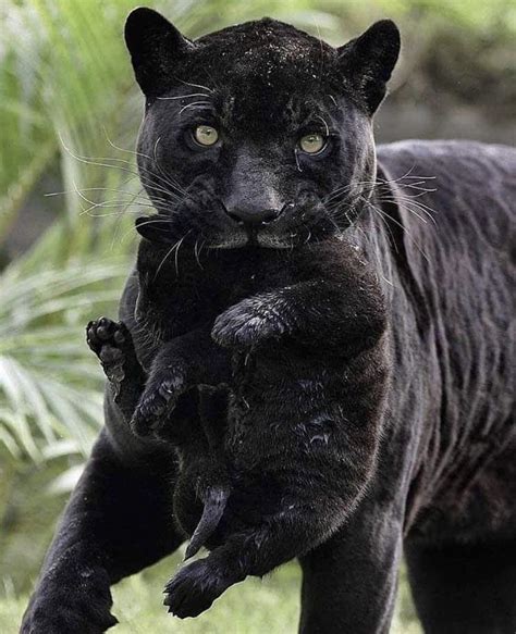 PsBattle: Black Panther + Cub : r/photoshopbattles