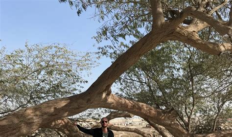 The Tree Of Life: Bahrain's Greatest 400-year-old Mystery