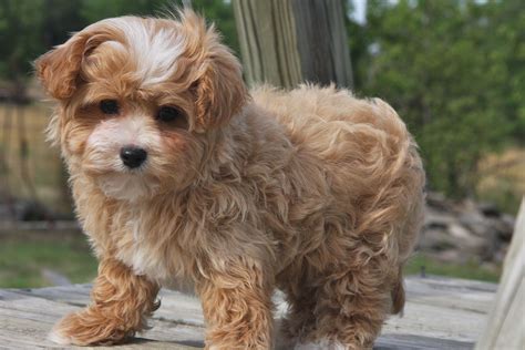 Maltipoo Puppies for Sale: Affectionate and Loving