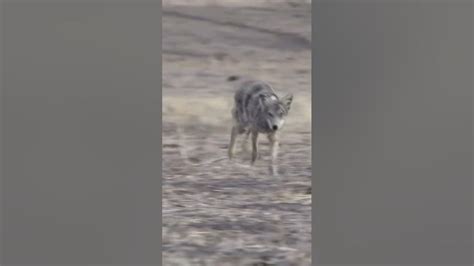 Zombie Coyote! #foxpro #coyote #hunting #shorts - YouTube