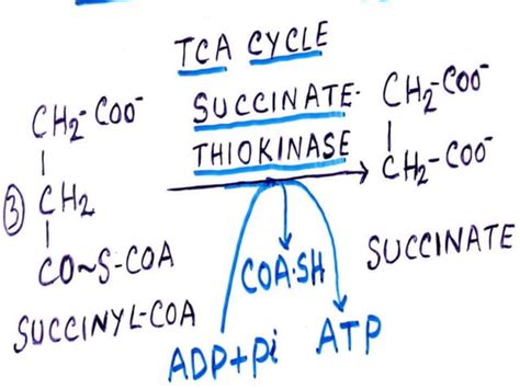 Chemiosmotic theory