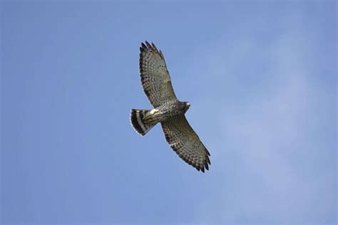 Hawks In Oklahoma: 9 Species To See In The Sooner State