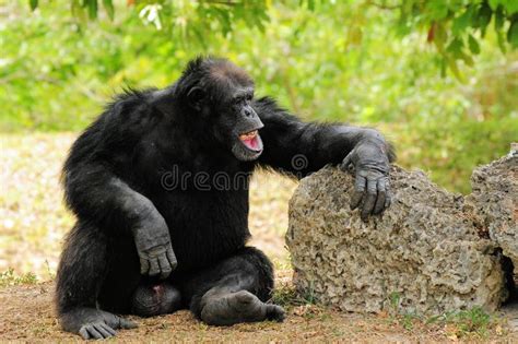 Chimpanzee Laughing stock photo. Image of laugh, primate - 20737658