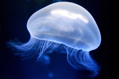 5 Harmless Species of Jellyfish - AquaViews