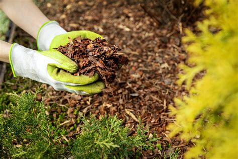 Should You Mulch in the Winter - Gecko Green