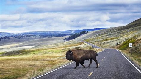 Video: Guest trips while fleeing charging bison at Yellowstone National ...