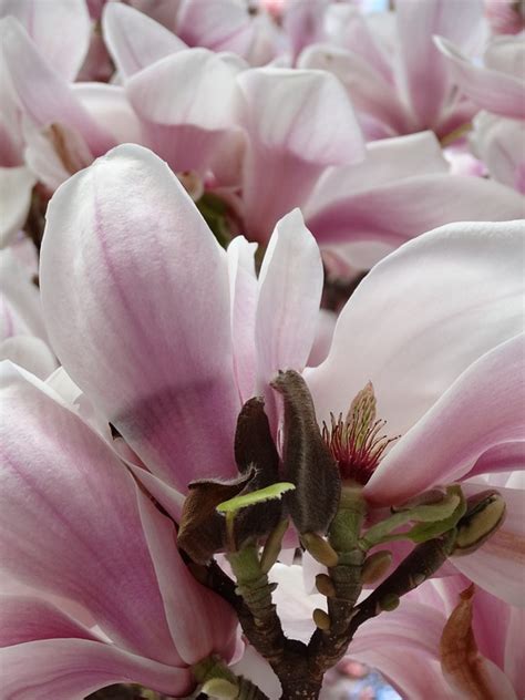Photo gratuite: Magnolia, Fleur, Printemps, Arbre - Image gratuite sur Pixabay - 289358