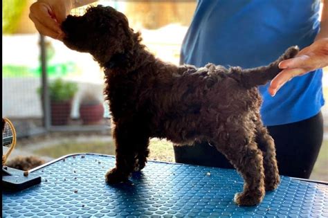 Lagotto Romagnolo Puppies For Sale - AKC PuppyFinder